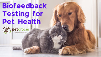Biofeeedback Testing - A Roadmap to Your Pet's Health