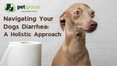 Navigating Your Dog's Diarrhea: A Holistic Approach