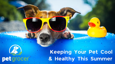 Keeping Your Pet Cool & Healthy This Summer