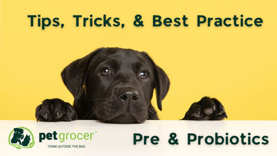 Pre & Probiotics - Tips, Tricks, & Best Practice