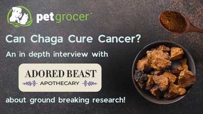 Can Chaga Cure Cancer? Groundbreaking Cancer Research: An Interview with Julie Anne Lee