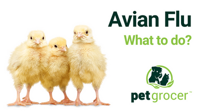 Avian Flu - What to do?