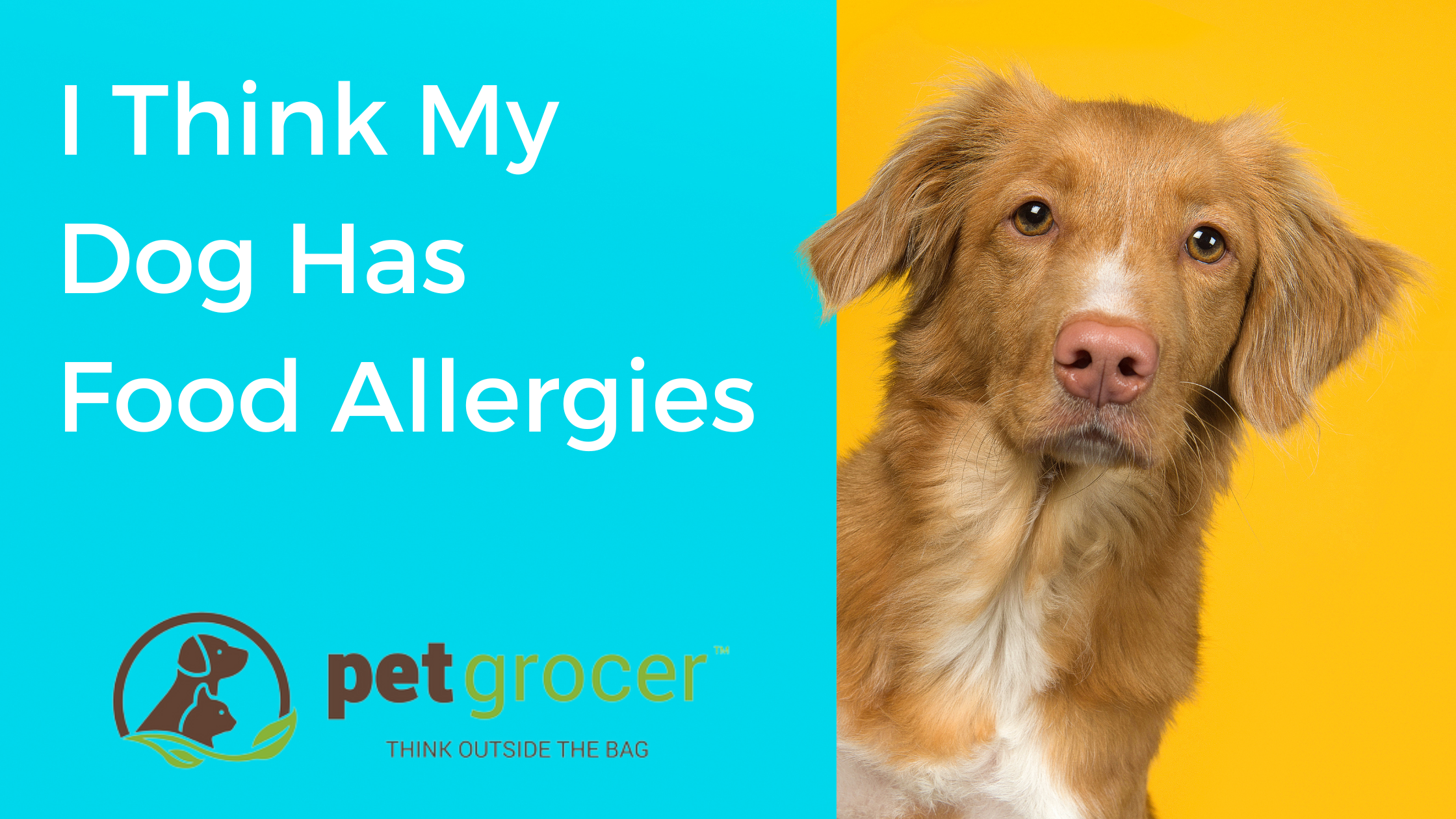 My dog sales has food allergies