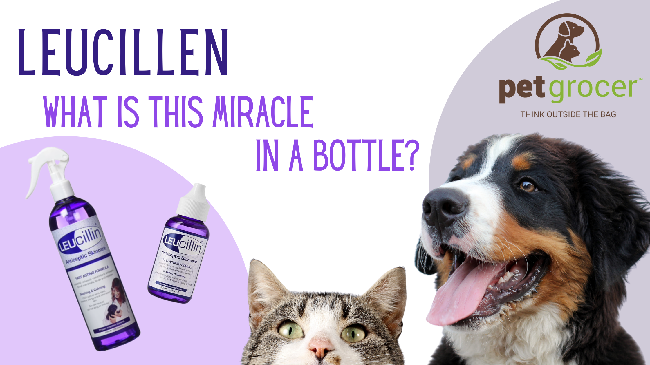 Leucillin for clearance dog eye infection