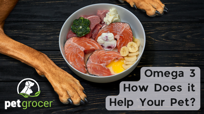 Omega 3 - How Does it Help Your Pet?
