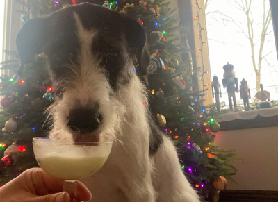 Raise a Cup of Cheer with Your Pets